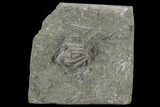 Small Crinoid (Macrocrinus) Fossil - Crawfordsville, Indiana #95198-1